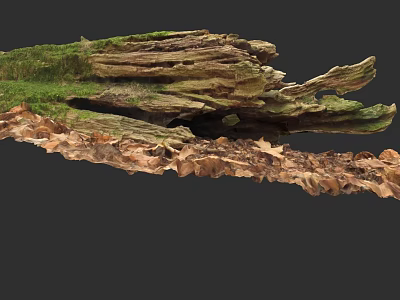 Detailed Botanical Painting of Tree Stump with Green Moss and Brown Dead Leaves 3d model