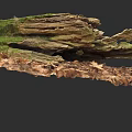 Detailed Botanical Painting of Tree Stump with Green Moss and Brown Dead Leaves