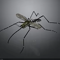 3D Rendered Mosquito With Golden Head Long Legs Transparent Wings And Striped Body