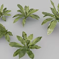 Birds And Nest Fern Perennial Ornamental Plant With Lush Green Leaves