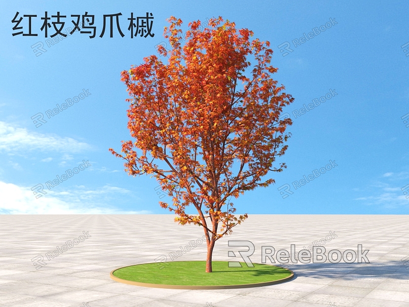 red branch maple claw shrub plants model