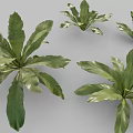 Birds And Nest Fern Perennial Ornamental Plant With Lush Green Leaves