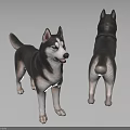 Realistic Husky Dog 3D Models Front And Back Views On White Background 3d model