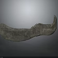 Ancient Animal Organ Fossil With Curved Jawbone And Hair Traces On Dark Background