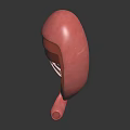 3D Anatomical Model of Abdominal Organ Stomach Showing Detailed Internal Structure