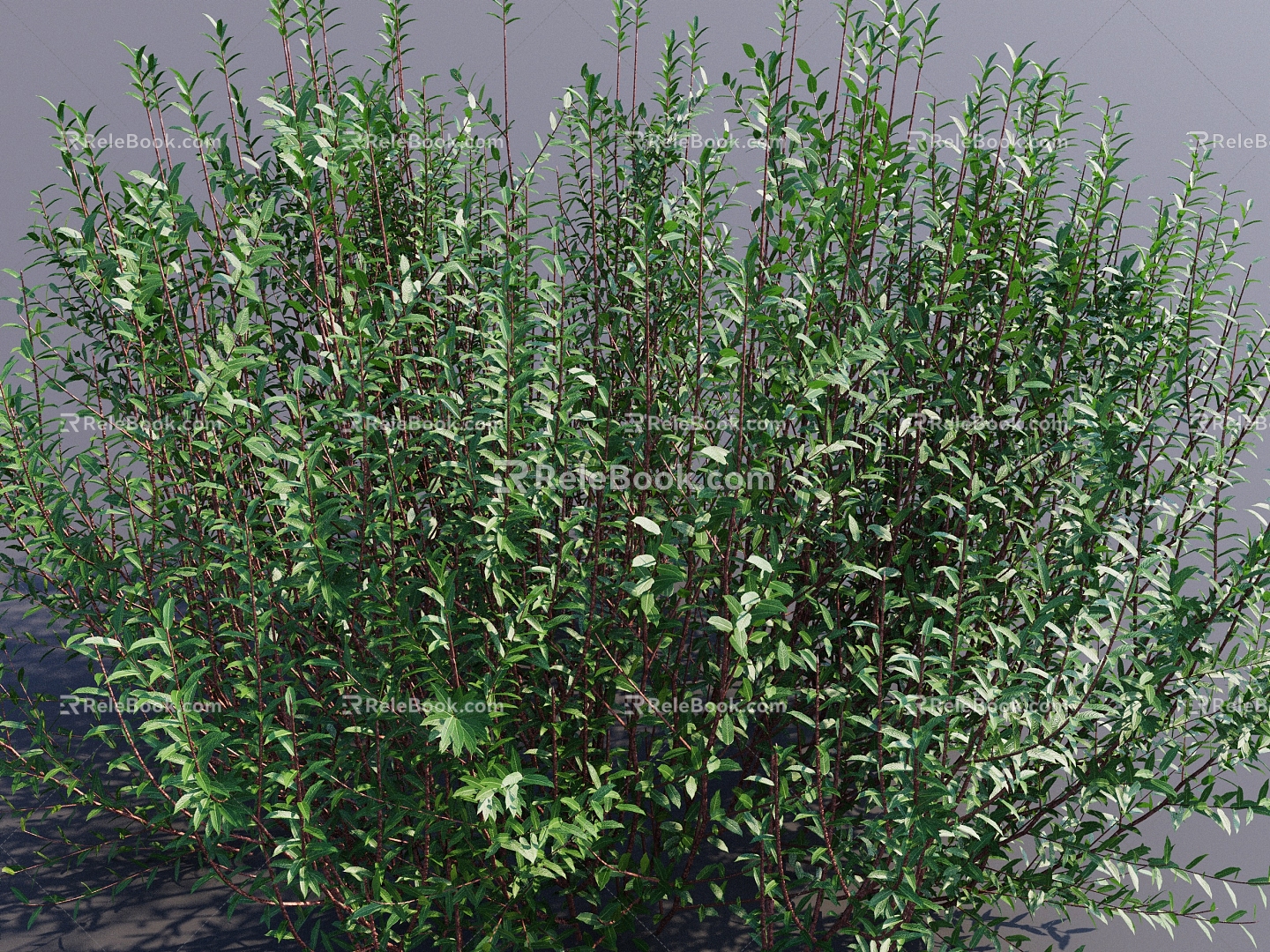 Shrub garden plant landscape plant sketch plant agent M does not account for memory 3d model