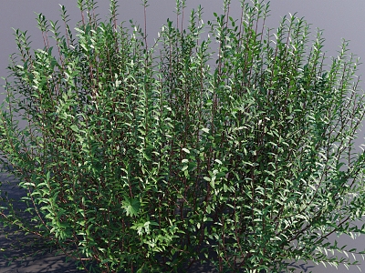 Shrub garden plant landscape plant sketch plant agent M does not account for memory 3d model