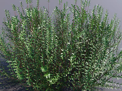 Lush Green Bush With Dense Vibrant Foliage In Outdoor Garden Area 3d model