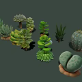 Diverse Succulent Plants Collection With Various Shapes Textures And Green Foliage