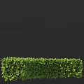 Lush Green Well Trimmed Hedge Shrubs In Garden Landscape View