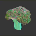 Fresh Green Broccoli with Tree Like Shape and White Stem on Gray Background 3d model