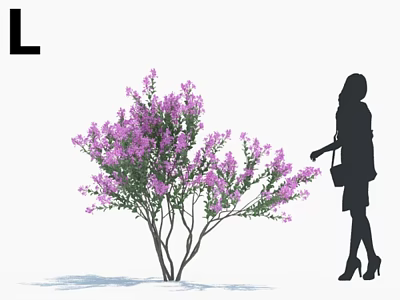 Lush Purple Flowering Shrub with Woman Silhouette Against White Background 3d model