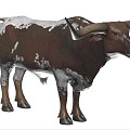 Texas Texas Longhorns Biological Animals 3d model