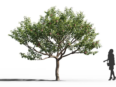 Tall Arbor With Lush Green Leaves Pink Blossoms And Woman Silhouette 3d model