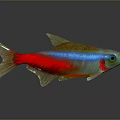 Vibrant Red Blue and Golden Aquatic Fish With Shiny Scales and Sleek Body