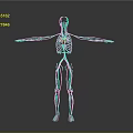 3D Human Body Model Showing Internal Organs Heart And Vascular System On Dark Background