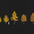 Two Yellow Leaf Trees Plant Combination With Golden Foliage And Human Silhouette