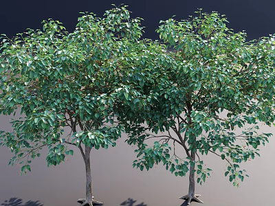 Arbor Trees Featuring Lush Green Foliage And Sturdy Trunks In Natural Landscape 3d model