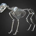 Realistic Cat Skeleton 3D Model With Detailed Bone And Joint Structure 3d model