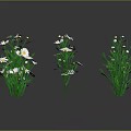 Multiple Daisies With White Petals Yellow Centers And Green Stems On Dark Background