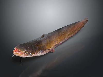 Fresh Whole Catfish With Open Mouth And Shiny Body On Dark Gradient Background 3d model