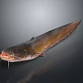 Fresh Whole Catfish With Open Mouth And Shiny Body On Dark Gradient Background