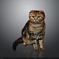 Calm Scottish Fold Cat with Brown Tabby Fur Sitting on Gray Reflective Surface
