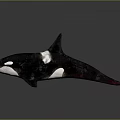 Black And White Orca Whale With Dorsal Fin Swimming Pose On Gray Reflective Surface