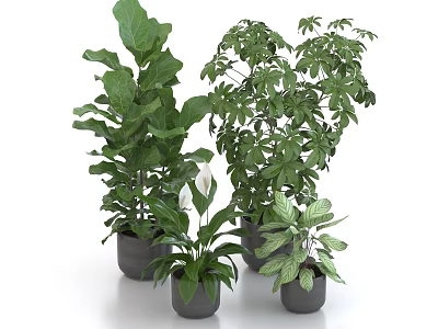 Various Types of Green Potted Plants With Different Leaf Shapes In Black Pots 3d model