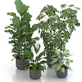 Various Types of Green Potted Plants With Different Leaf Shapes In Black Pots