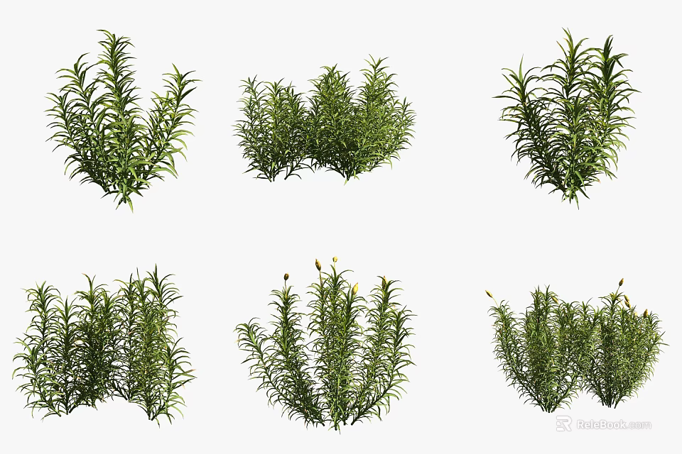 Various Green Shrubs With Different Foliage Forms For Garden Landscaping 3d model