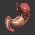 3D Anatomical Model of Abdominal Organ Stomach Showing Detailed Internal Structure