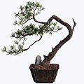 Bonsai 3d model