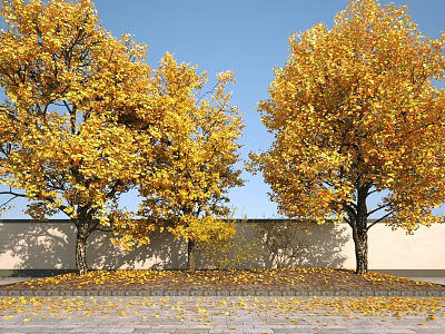 Tall Trees With Golden Yellow Leaves Against Blue Sky Light Wall And Fallen Leaves 3d model