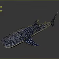 Whale Shark With Smooth Blue Body White Spots And Stripes On Dark Background
