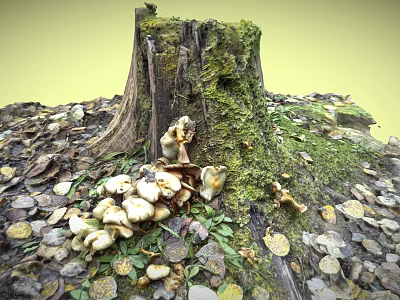 Lush Green Moss Covered Tree Stump With Fresh Mushrooms And Fallen Leaves 3d model