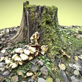 Lush Green Moss Covered Tree Stump With Fresh Mushrooms And Fallen Leaves