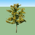 Two Arbor Trees With Green And Yellow Leaves And Brown Trunks In Natural View