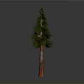 Tall Green Pine Tree With Orange Trunk And Lush Foliage On Gray Background