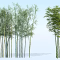 Beautiful Bamboo Grove with Tall Slender Stems and Lush Green Foliage