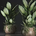 Potted Plants With Green Yellow Variegated Leaves In Woven Pots And Trailing Vines