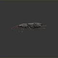Black beetle with red legs and antennae on gray background