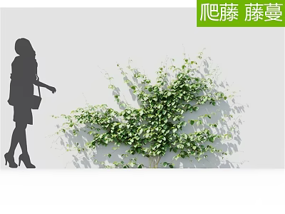 Climbing Vines With Lush Green Leaves Growing On White Wall Surface 3d model