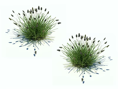 Two Clumps of Green Herbaceous Plants With Black Spiky Seed Heads on White 3d model