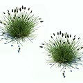Two Clumps of Green Herbaceous Plants With Black Spiky Seed Heads on White
