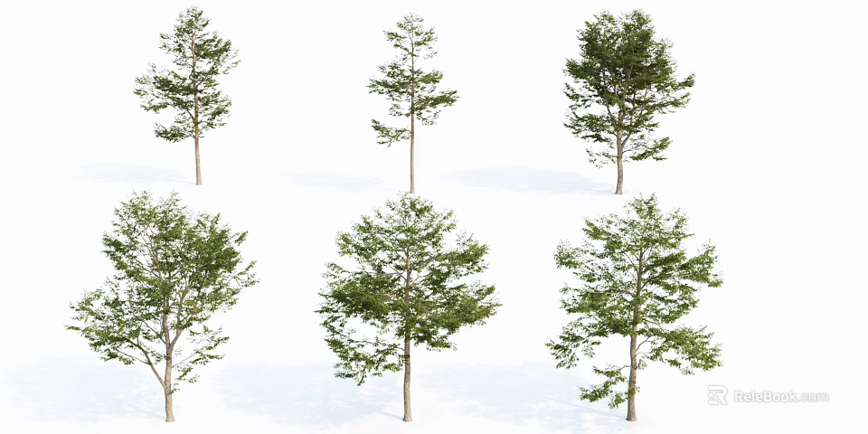 Tall Green Leafy Arbor Trees With Different Shapes And Natural Trunks 3d model