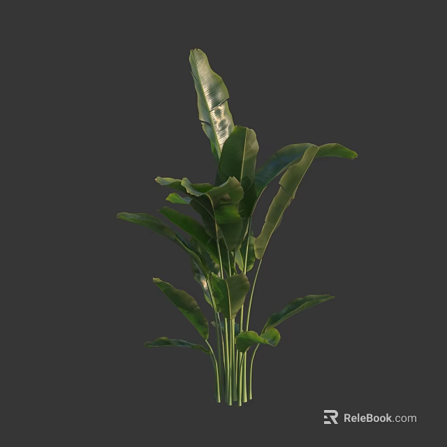 Lush Green Shrub With Broad Healthy Leaves And Slender Tall Stems 3d model 