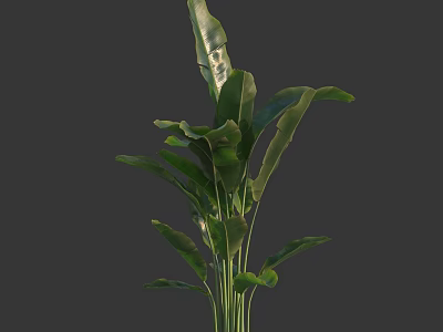 Lush Green Shrub With Broad Healthy Leaves And Slender Tall Stems 3d model
