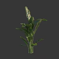 Lush Green Shrub With Broad Healthy Leaves And Slender Tall Stems
