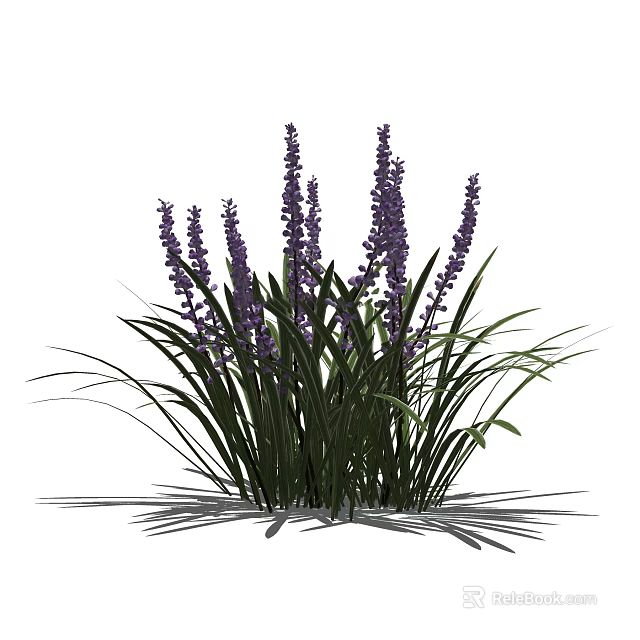 Lavender Plant With Purple Flower Spikes And Green Leaves Growing In Garden 3d model 